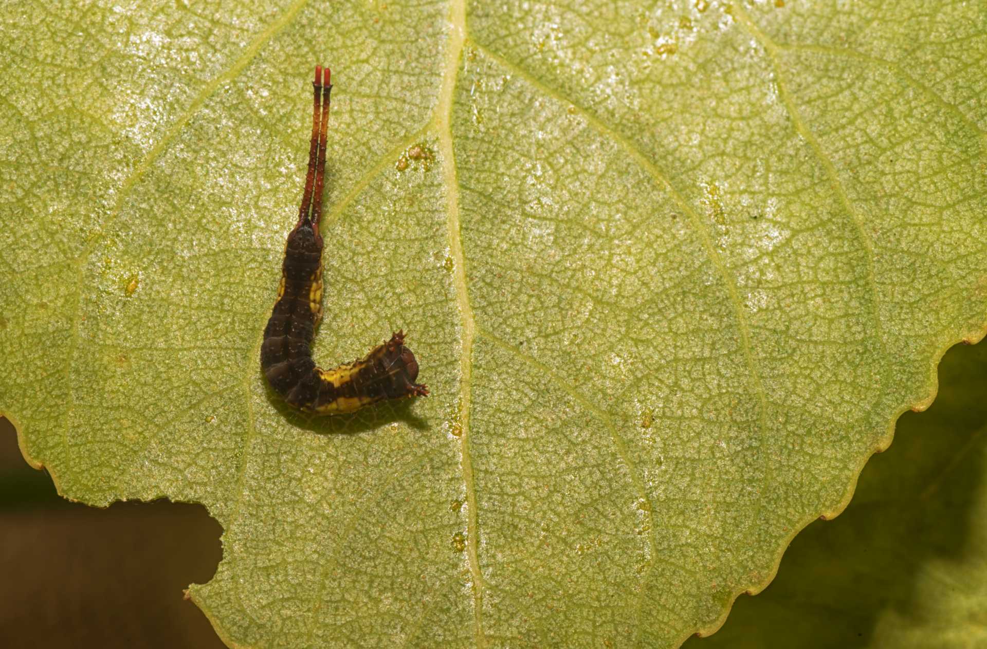 Seguiamo la storia di Cery, il piccolo bruco della Cerura vinula